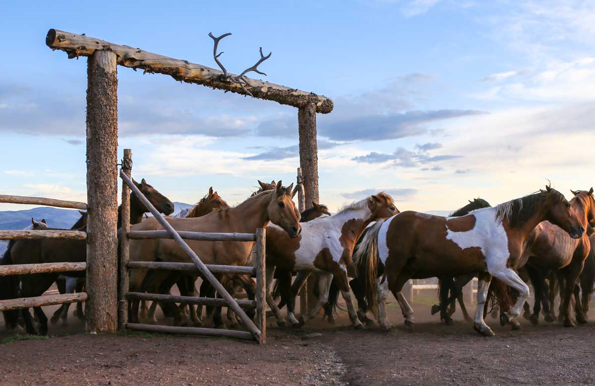 A herd of horses exit a corral at Black Mountain Ranch