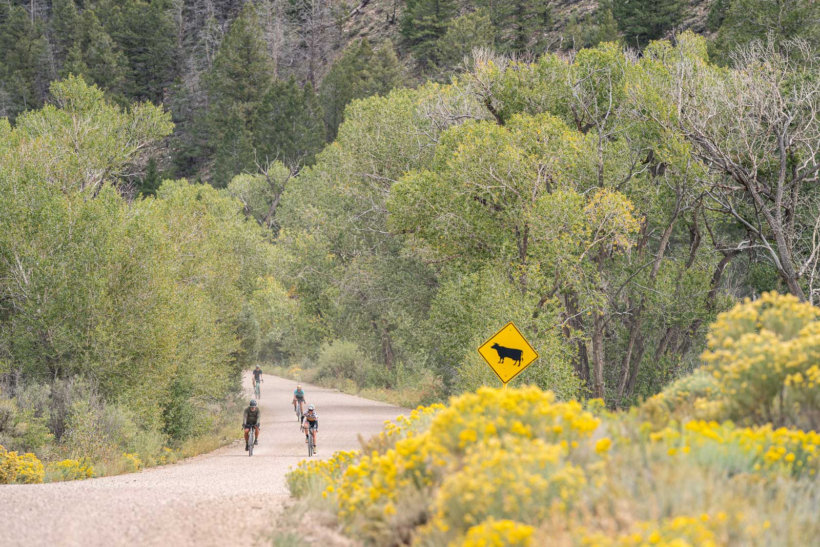 Two gravel ride a road surrounded by leaves turning yellow near Gunnison