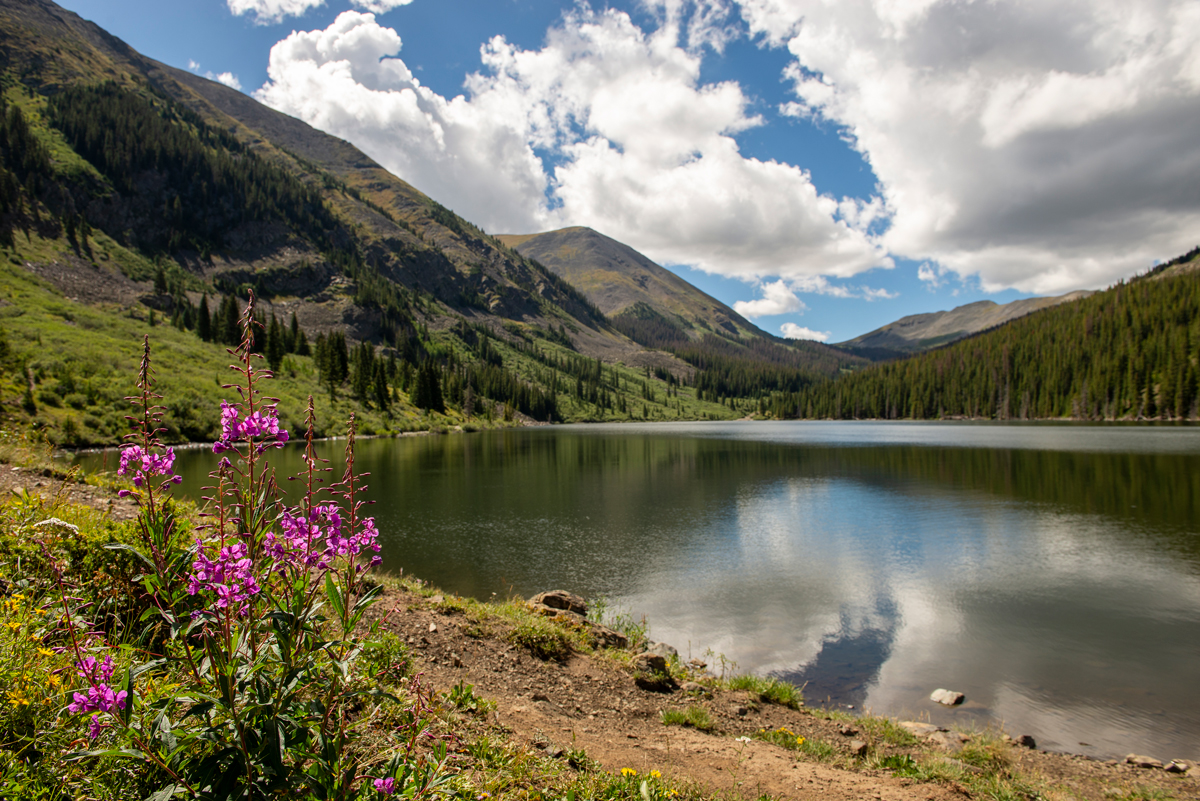 Purple wildflowers grow along the shore of Mirror Lake near Tincup, Colorado, and mountains are reflected in the lake's surface.