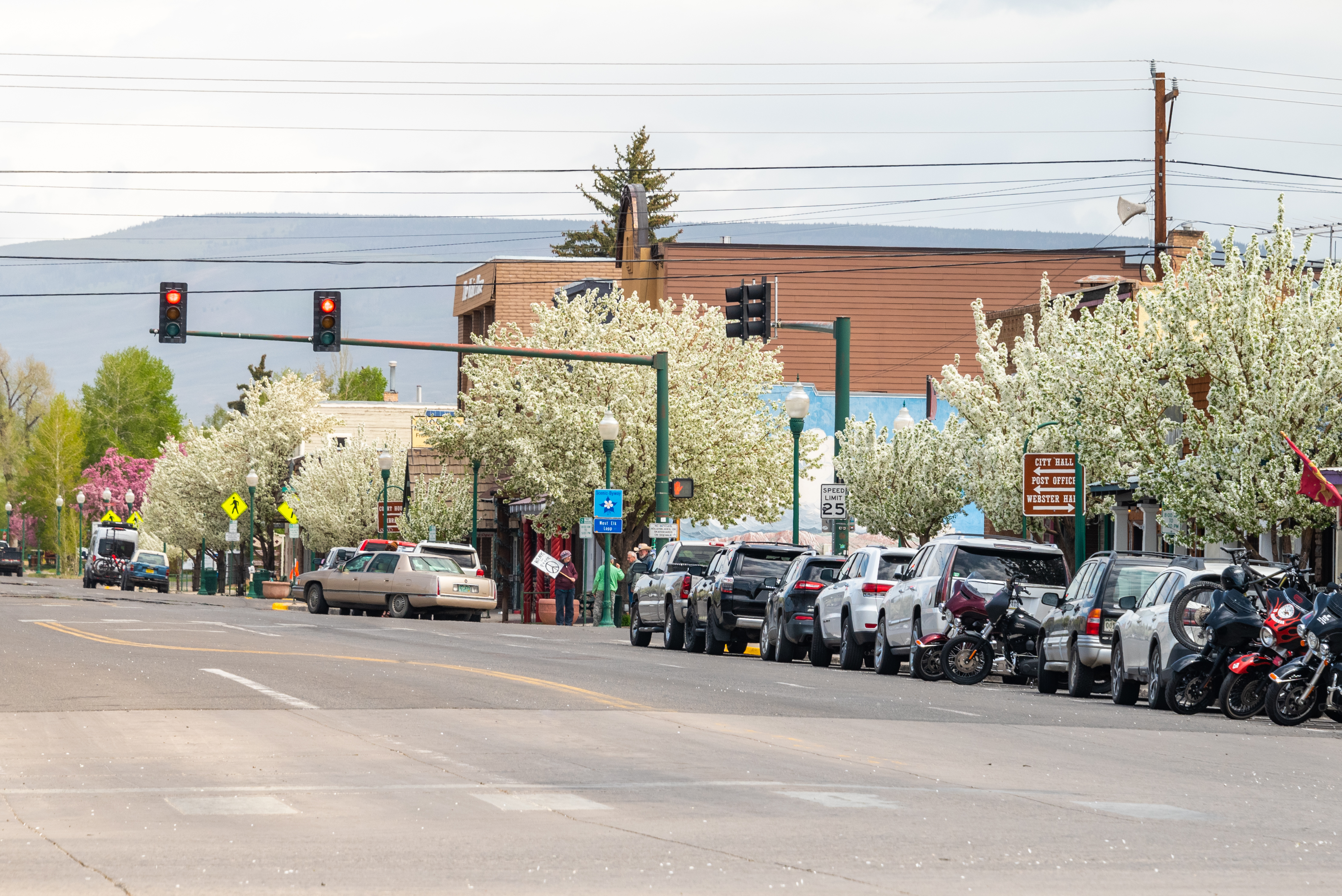 A row of blooming trees along the streets of downtown Gunnison, Colorado.