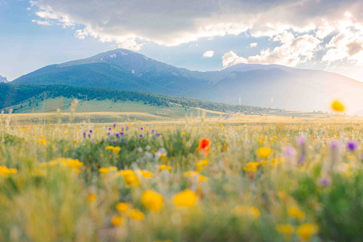 On a sunny day near Westcliffe, Colorado, vibrant wildflowers bloom in an open meadow at Three Peaks Ranch.