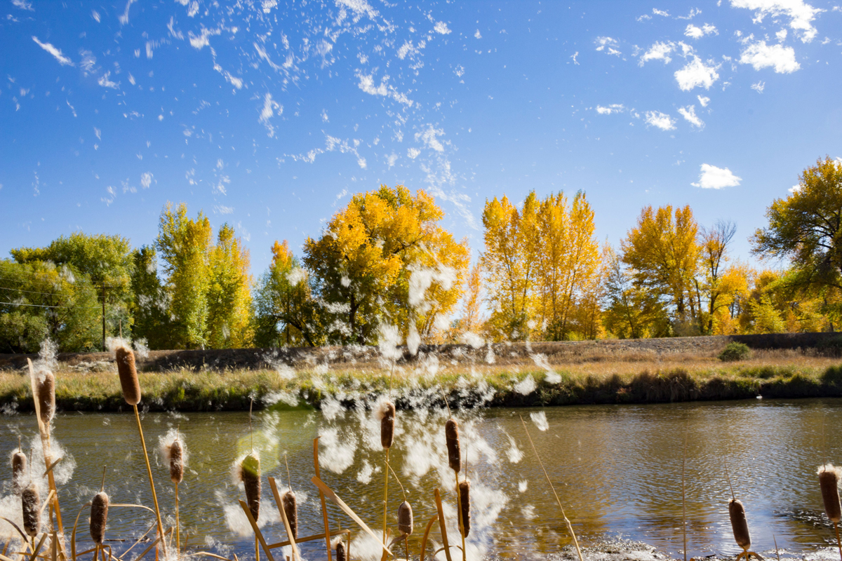 Fluffy feather-like seeds fly from cattails by a pond in Alamosa Colorado