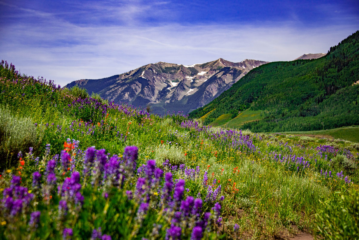 Panoramic view of a scenic lush landscape and purple wildflowers.