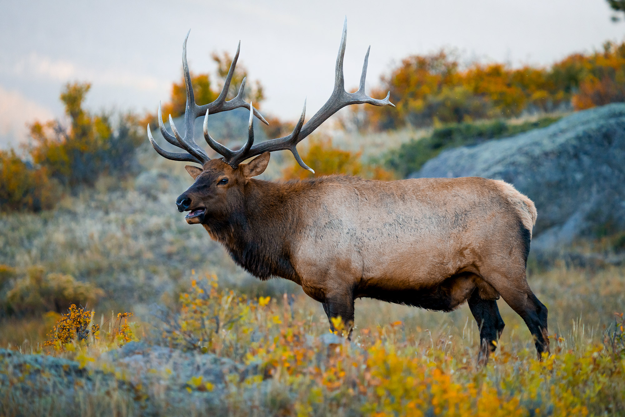 A bull elk bugles in a grassy field surrounded by fall color