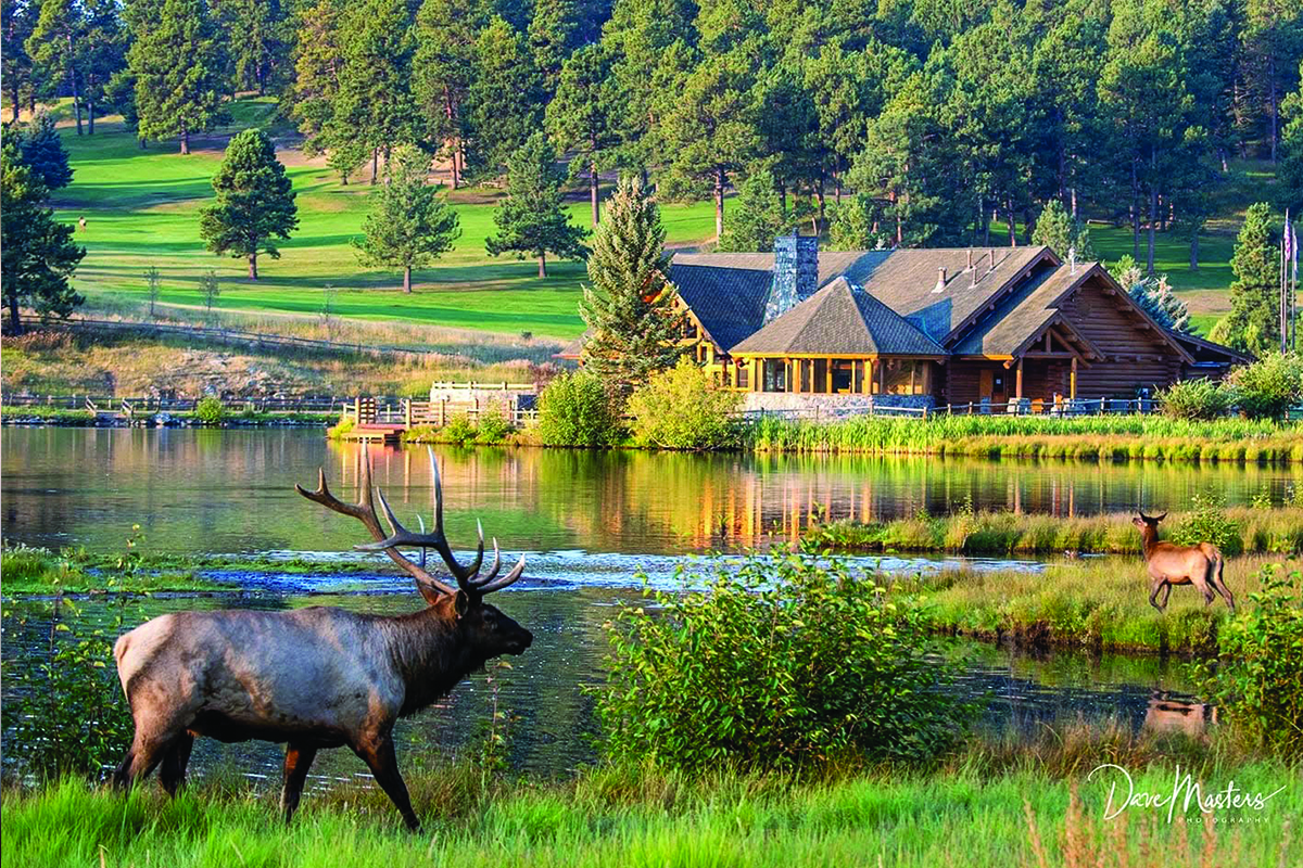 Elk near the still Evergreen Lake with trees in the background in Evergreen, Colorado.