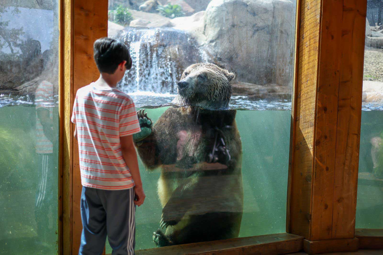 A kid walks around the Cheyenne Mountain Zoo bear exhibit