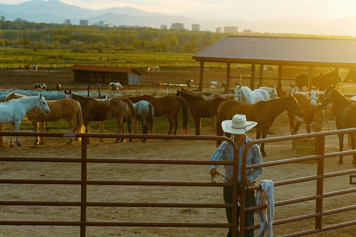 Horses stand in a corral at 12 Mile Stables in Aurora, Colorado.