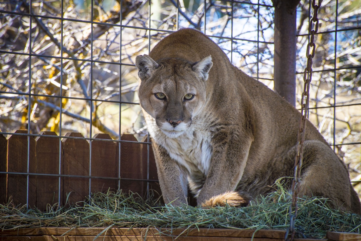 A mountain lion lowers its head while staring ahead at Rocky Mountain Wildlife Park in Pagosa Springs, Colorado.