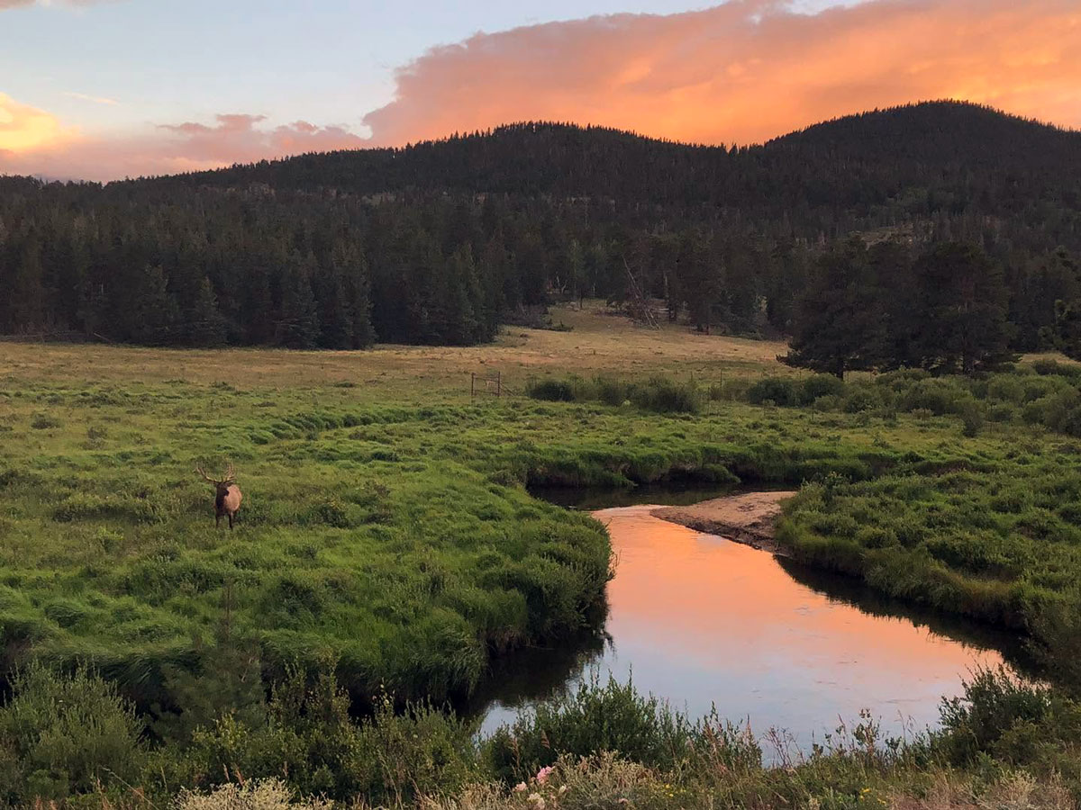 Elk standing in a green meadow beside a winding creek at sunset in Estes Park, Colorado