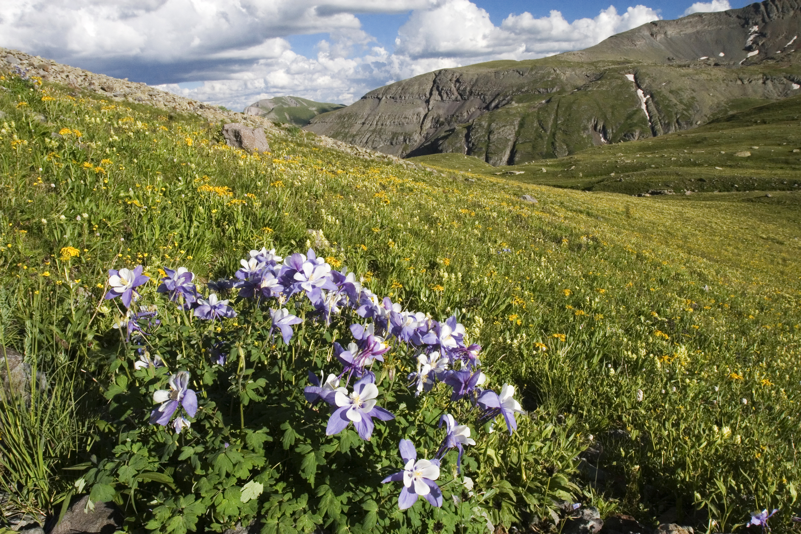 Colorado�s state flower, the columbine, blooms in the San
