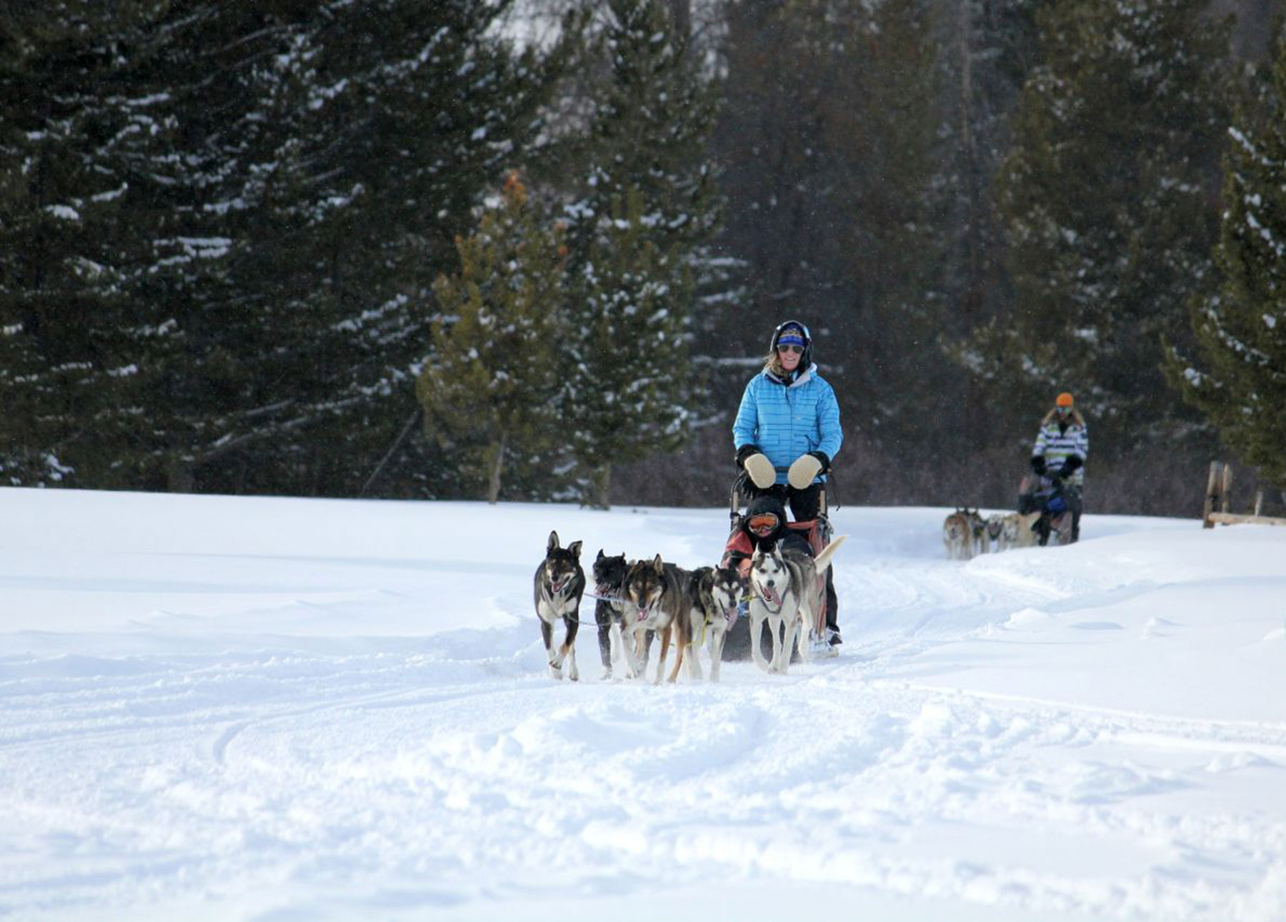 snow caps sled dogs summer tours