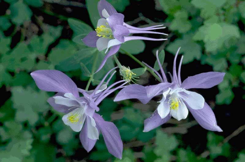 Top 5 Wildflowers To Spot In Rocky Mountain National Park Colorado Found Right Outside Estes Park Colorado Columbine