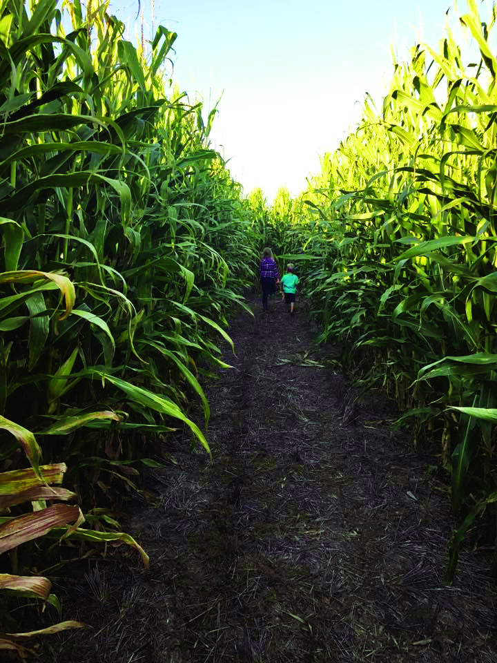 Let the kids run around in one of the many corn mazes in the state.