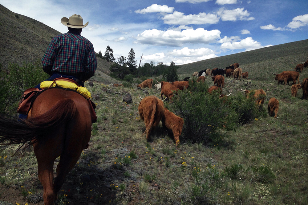 Fluffy highland cows and calves are guided uphill by a cowpoke with a plaid shirt riding atop a brown horse near Badger Creek Ranch in Colorado.