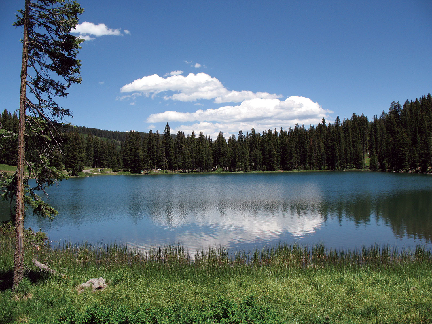 A blue lake reflects the blue sky with clouds in the summer. There is grass on the bank and in the background evergreen trees surround the lake.