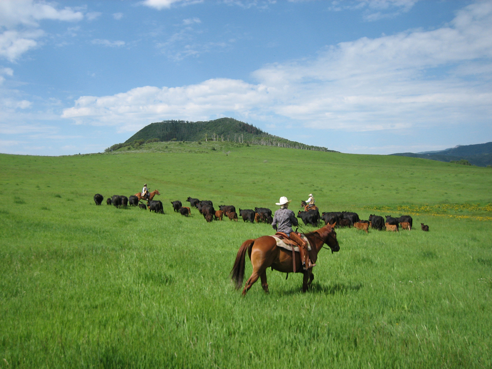Horses and riders herd cattle at The Home Ranch on a summer's day. The grass is Kelly-green and there's a hill in the background that sits under a blue sky with clouds.
