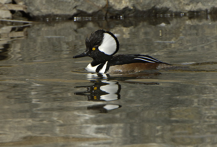 A Hooded Merganser rests on a rock on the river