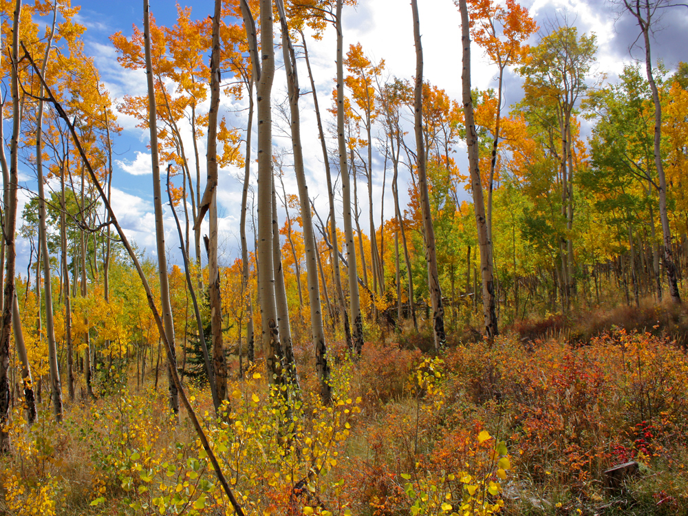 White-trunked Aspen trees with golden leaves in a field of red, orange and golden brush. The sky is blue with white clouds and there are some green trees that have yet to change golden in the background. Fall is happening near Fairplay in Alma.