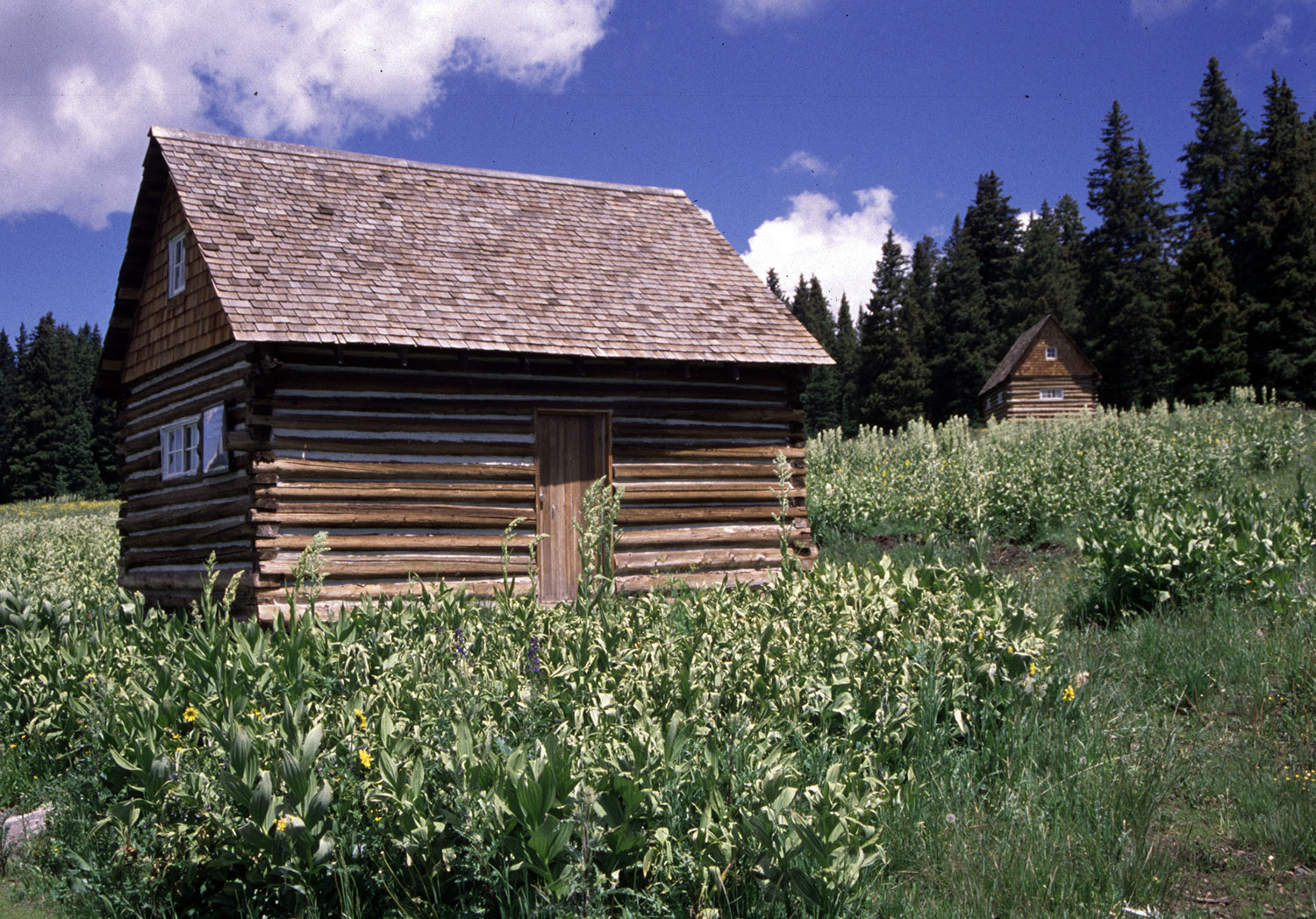 Historical wooden cabins sit in a field of tall green grasses with a deep-blue sky with white clouds behind them.