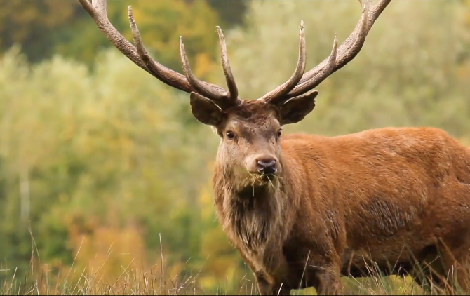 Elk near Cowdrey