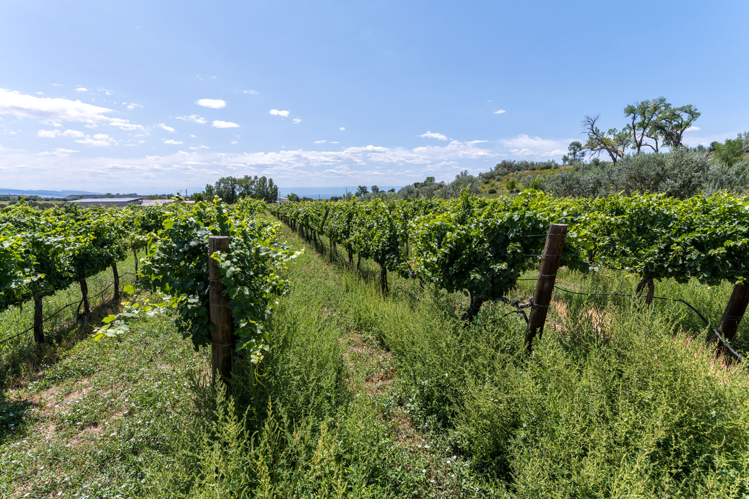 Stoney Mesa Winery in Cedaredge