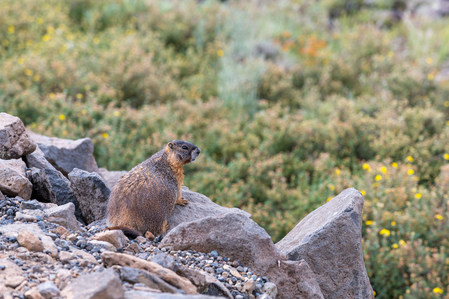 Yellow Bellied Marmot
