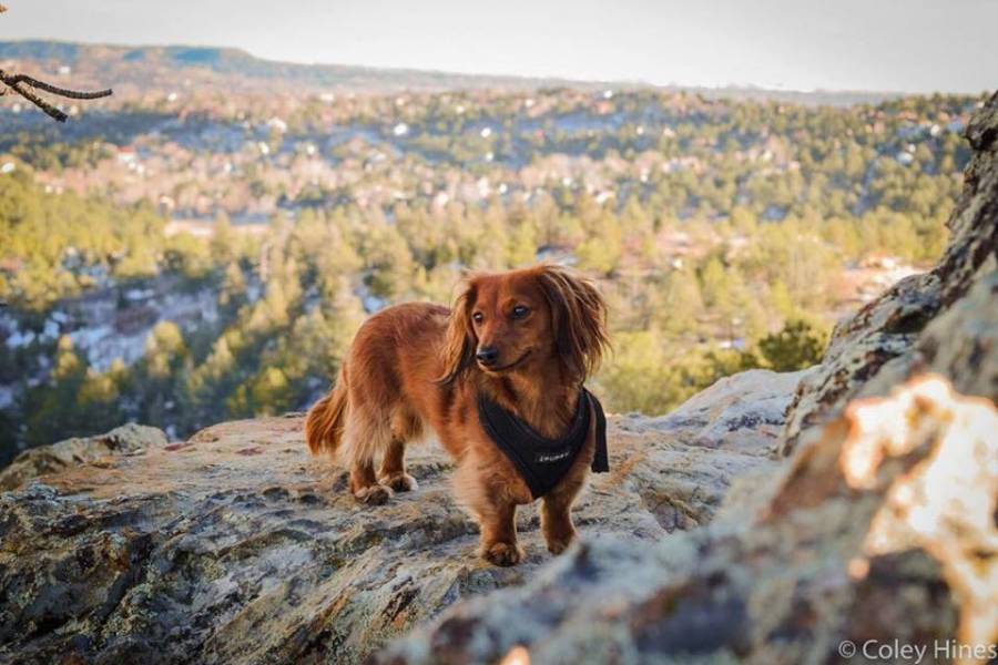 A red, long-haired dachshund wears a black vest and stands on a shaded, rocky outcropping at a dog-friendly park in Colorado Springs, Colorado.