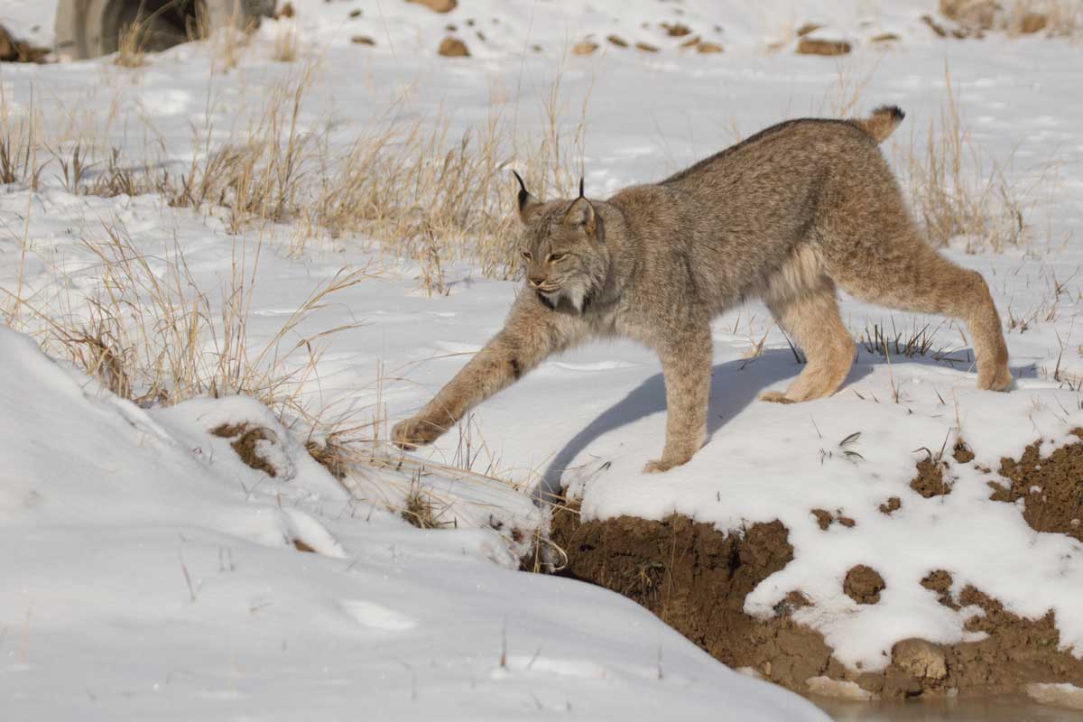 A lynx at The Wild Animal Sanctuary in Colorado stands on a snow-covered bank and gracefully stretches one paw out to touch the other side of the creek bank.