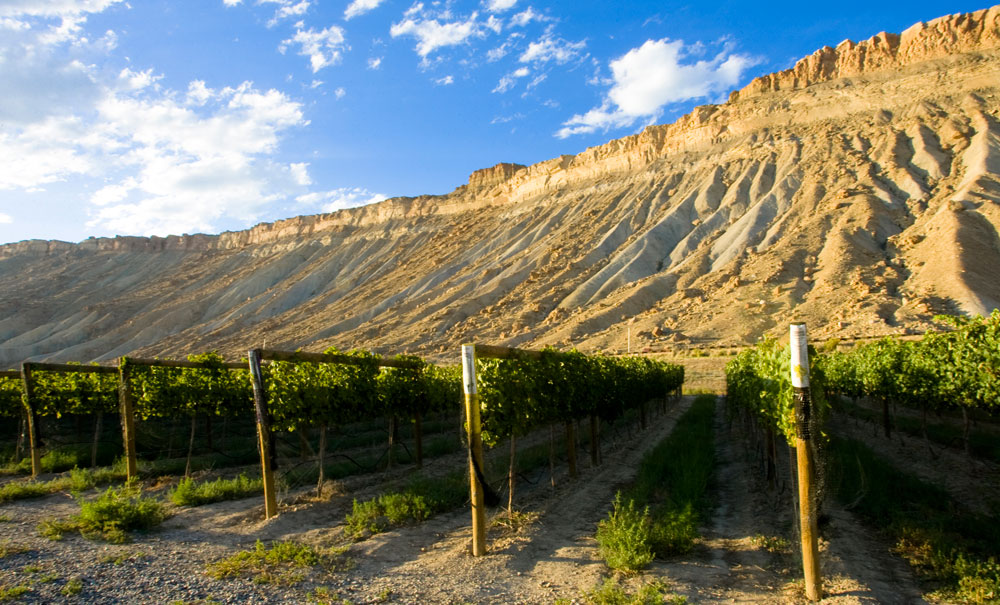 Rows of grape vines at a vineyard with mountains in the background