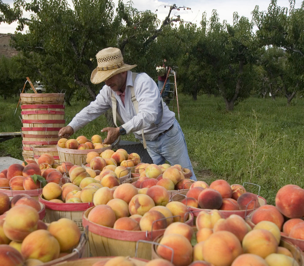 Palisade Peaches: Delicious Colorado History