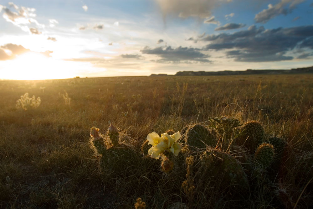 A group of cactus are huddled together in a shortgrass prairie in Pawnee National Grassland in Colorado. The rising sun highlights their long thorns and a single blossoming flower.