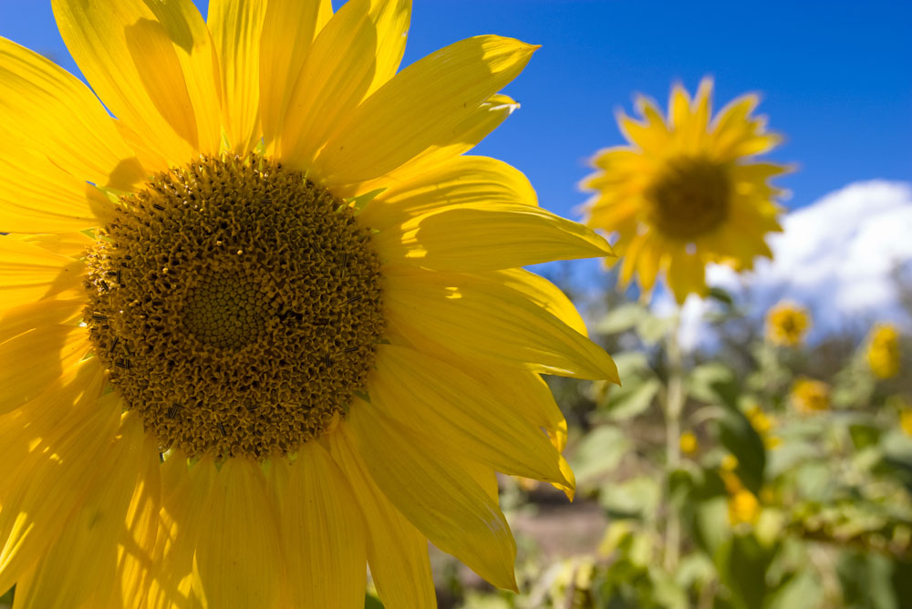 A close up of a bright-yellow sunflower with more behind it with the blue sky as the background. 