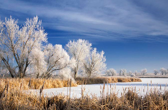 It is winter at Rocky Mountain National Wildlife Refuge, and a small lake is covered in a layer of snow and ice. Surrounding cat tails and reeds are brown and withered.