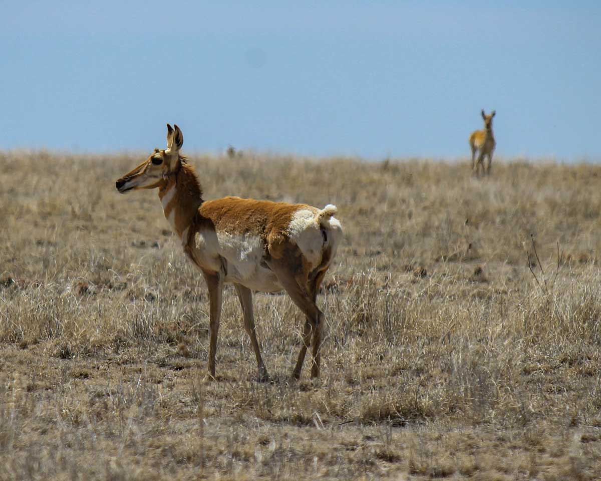 Pronghorn on the prairie (Photo courtesy Sue Keefer/Scene in the Wild Photography)