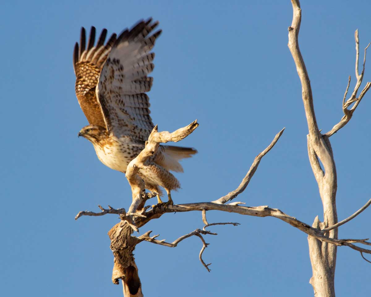 Red-tailed hawk (Photo courtesy Sue Keefer/Scene in the Wild Photography)