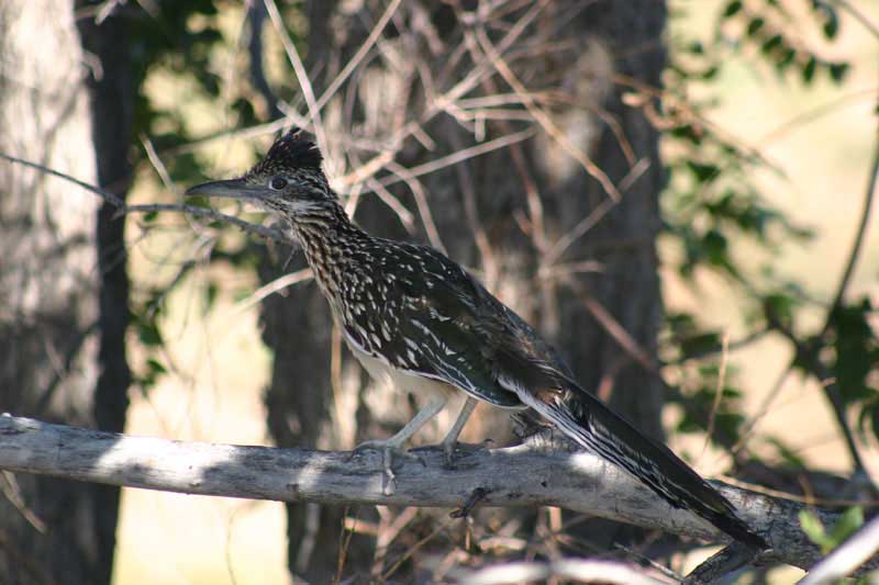 A roadrunner (Photo courtesy Sue Keefer/Scene in the Wild Photography)