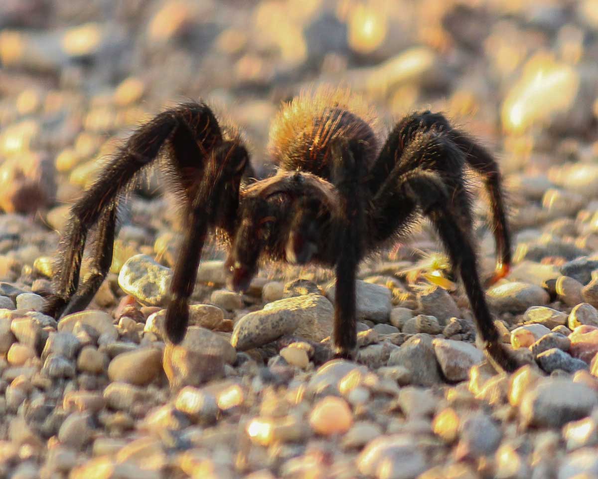 Tarantula sightings can be common in southeastern CO in autumn (Photo courtesy Sue Keefer/Scene in the Wild Photography)
