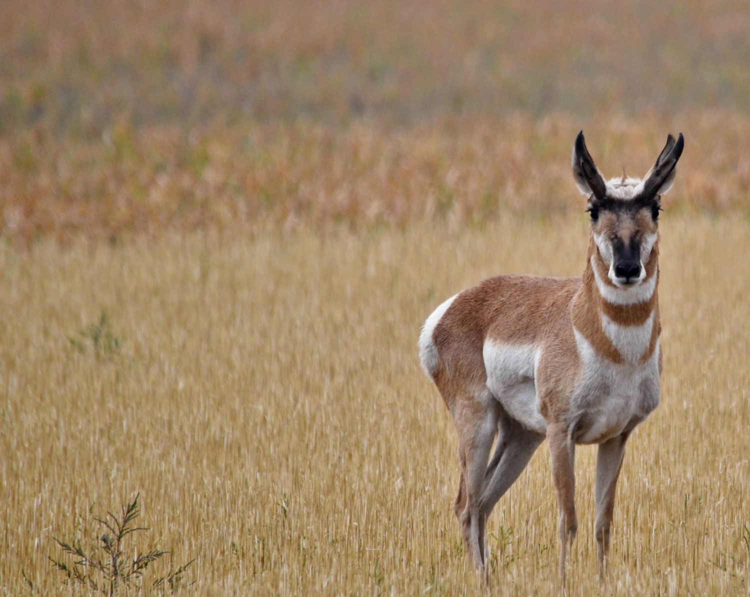 A Colorado Pronghorn stands in a field of tall yellow grasses.