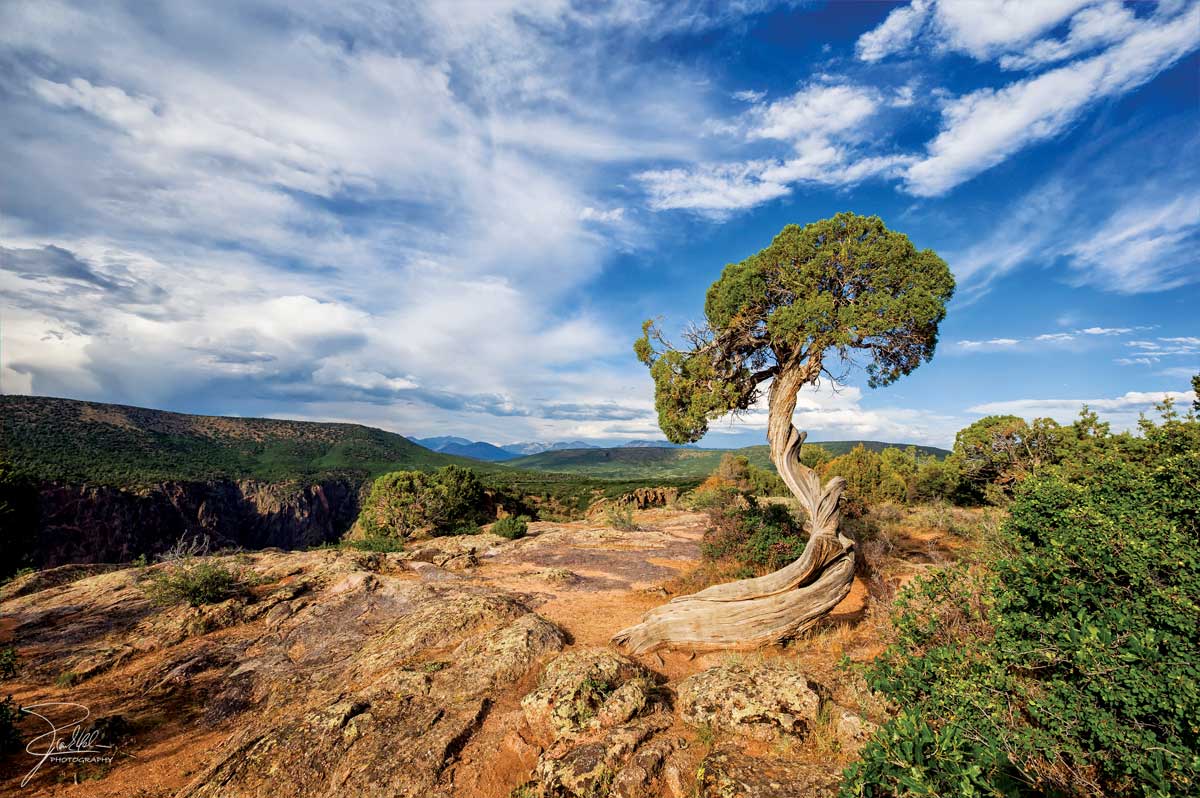 A small tree with a thick, twisted trunk stands atop a canyon wall with a view of blue, cloud-streaked skies at Black Canyon of the Gunnison National Park.