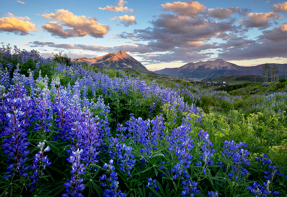 endless lupine meadows surrounding crested butte photo