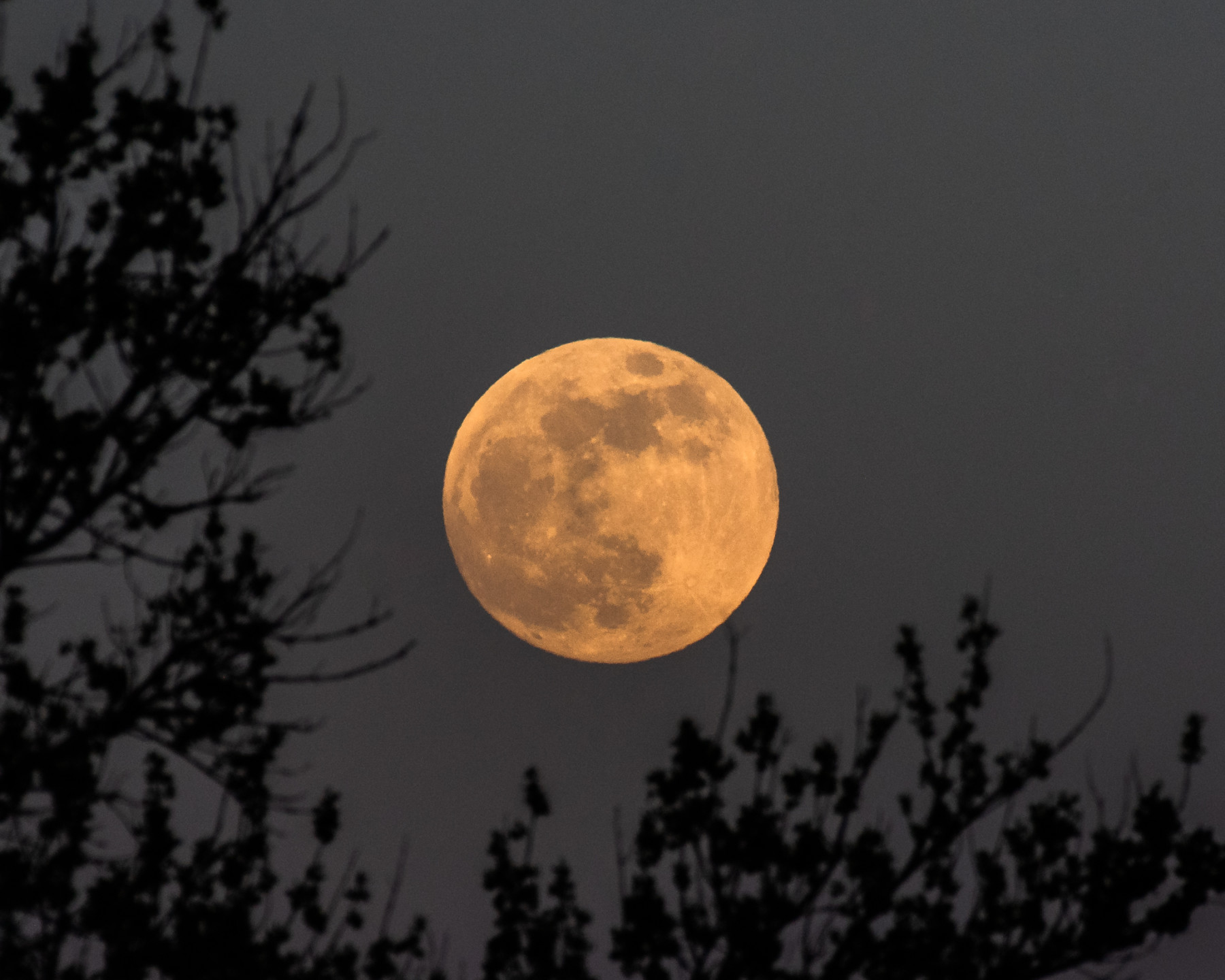 strawberry splash soiree: a full moon paddle experience photo