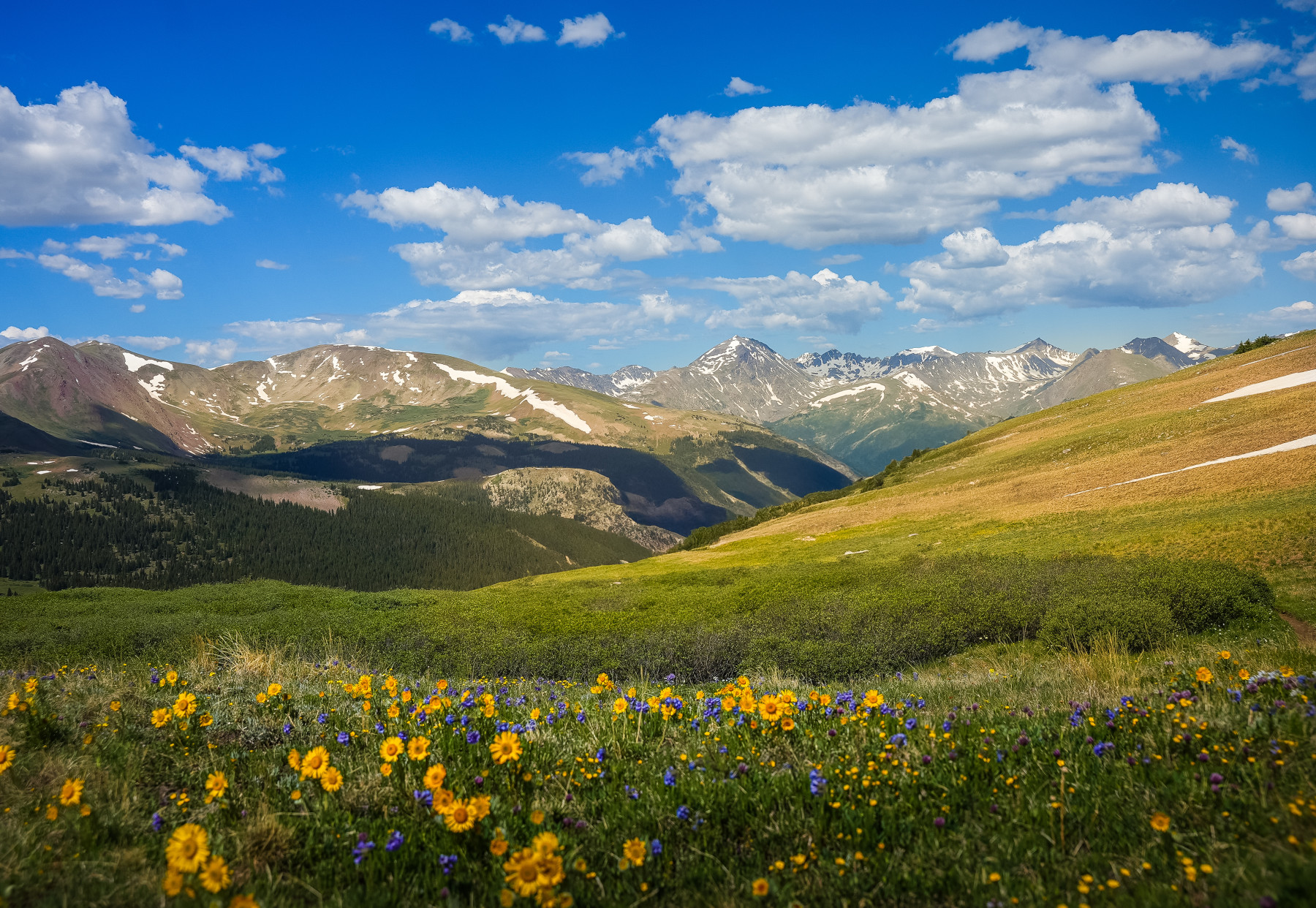 breckenridge wildflower week photo