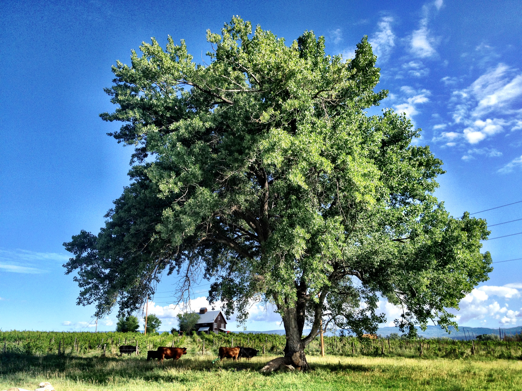 the big tree at jack rabbit hill farm photo