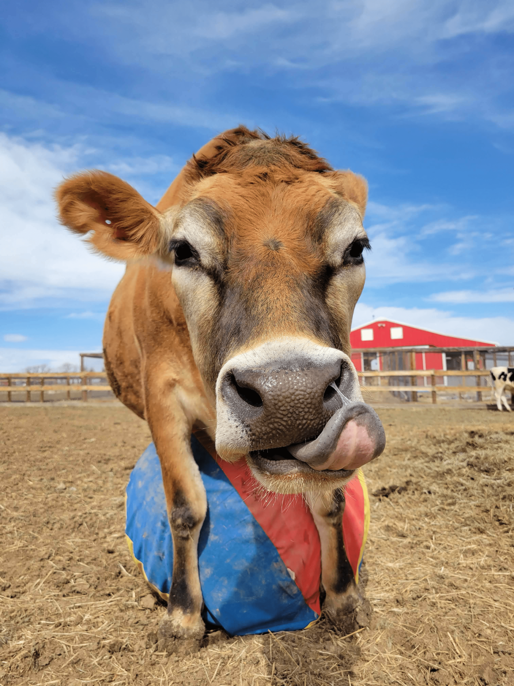 tito the cow and his emotional support beach ball photo