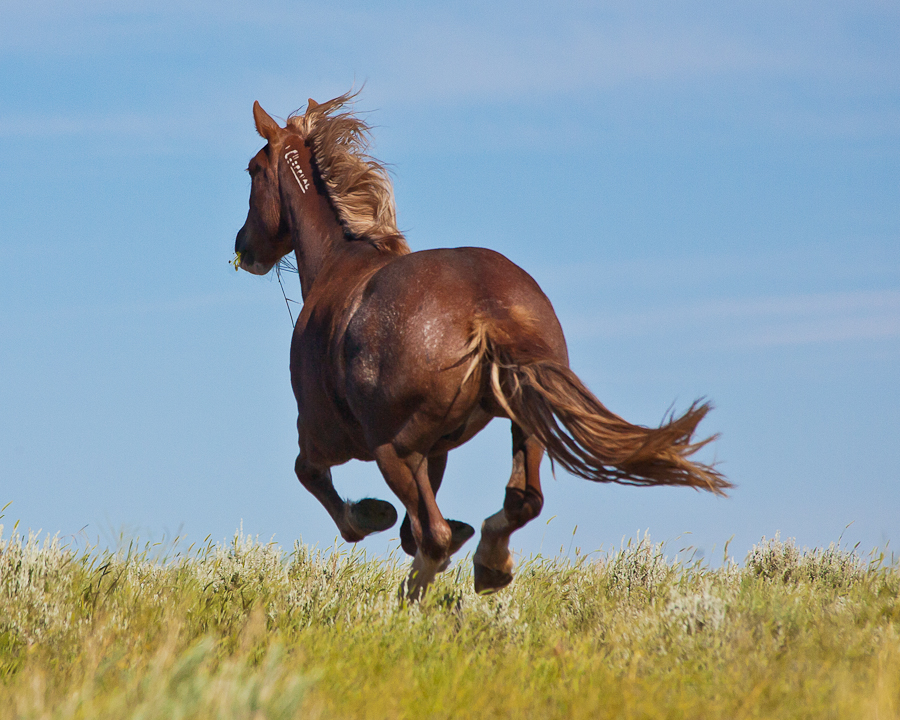 pet takoda, american mustang photo