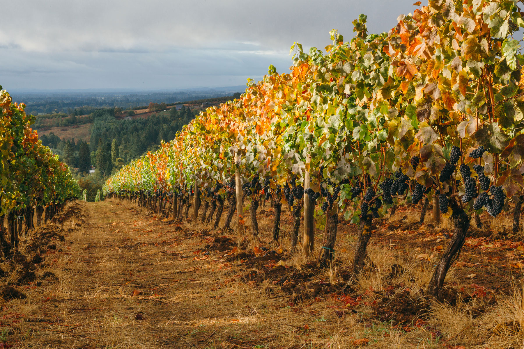 willamette valley, oregon vineyard photo