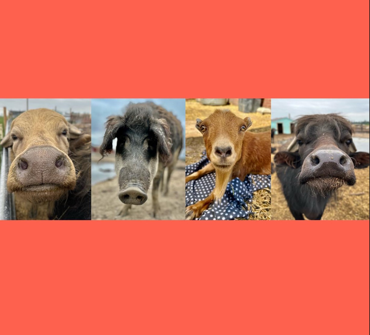 broken shovels farm sanctuary photo