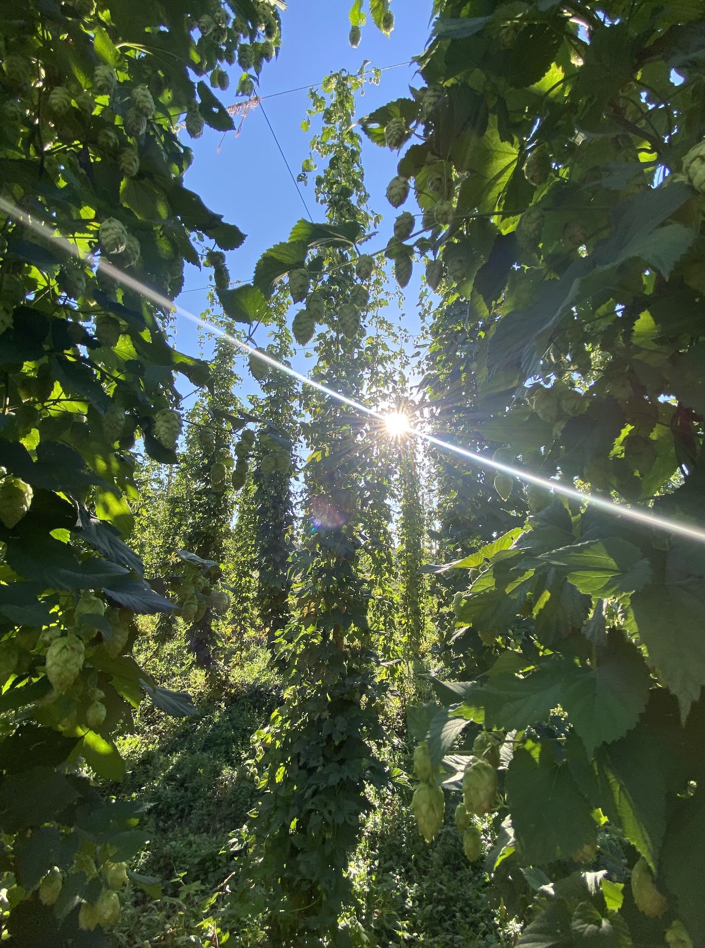 sunlight peaking through plants just before harvest in august - september. photo