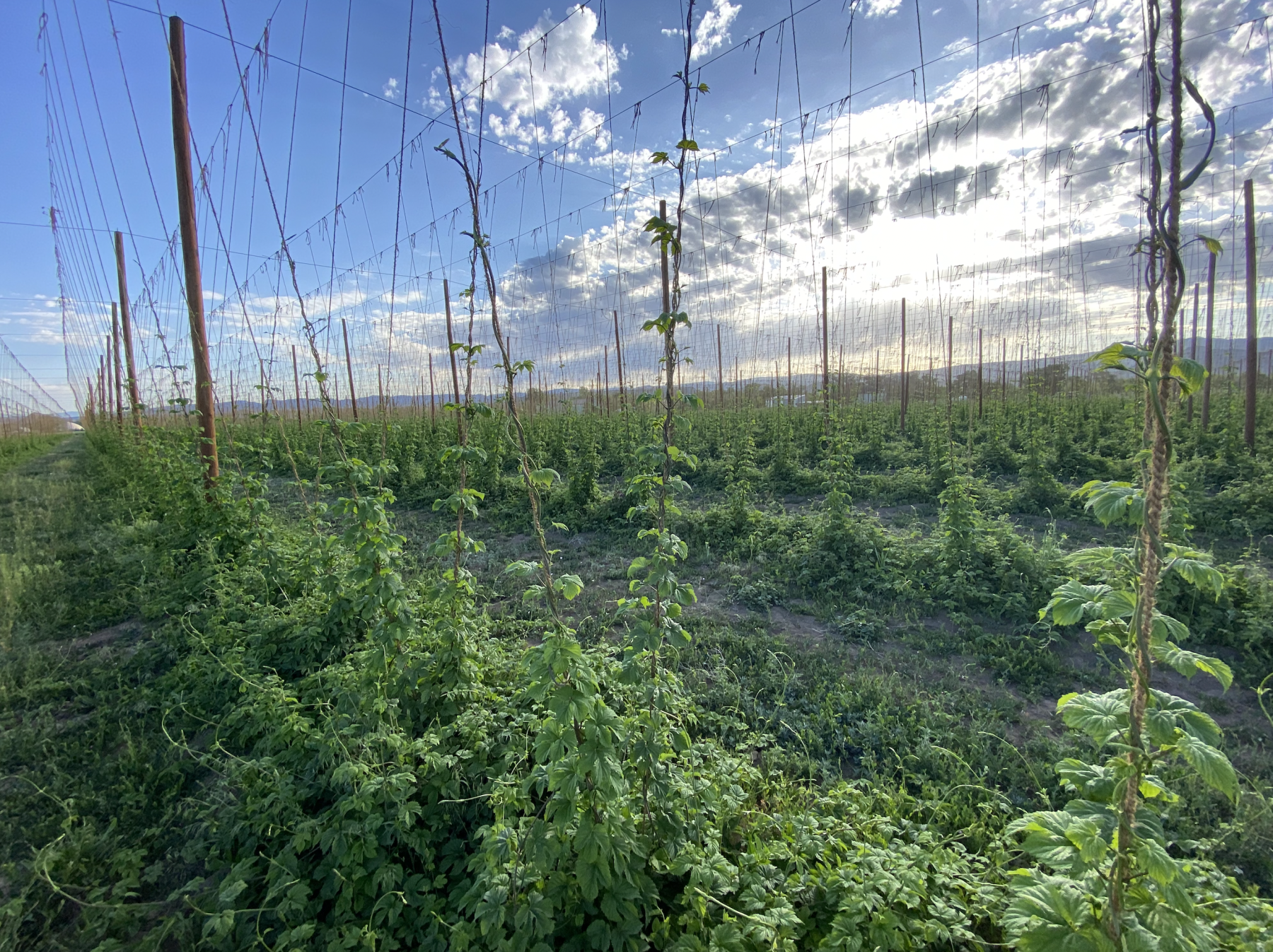 hops begin their annual journey in may to eventually reach 18 feet tall. photo