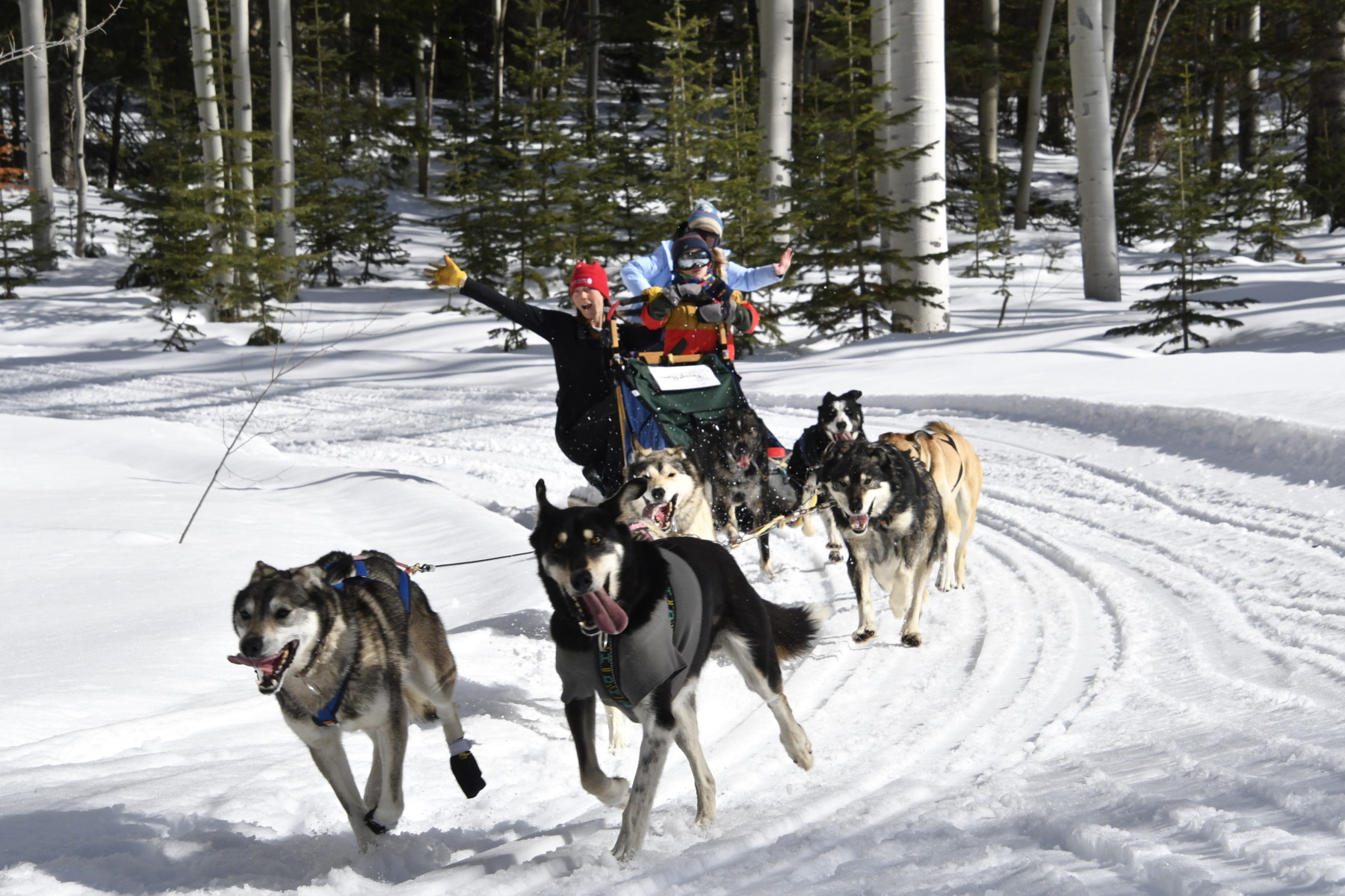 snow buddy sled dog adventures photo